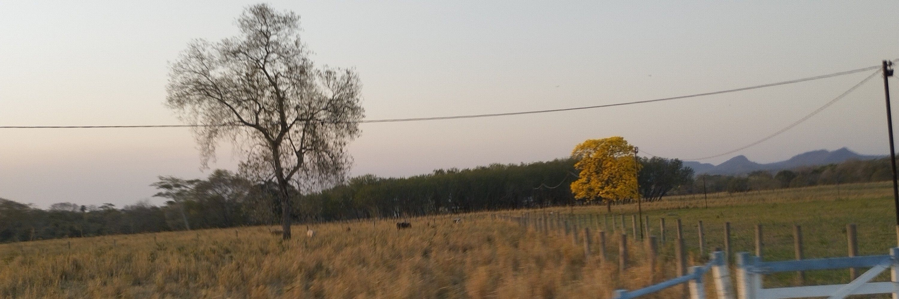 gab ama ilex paraguariensis