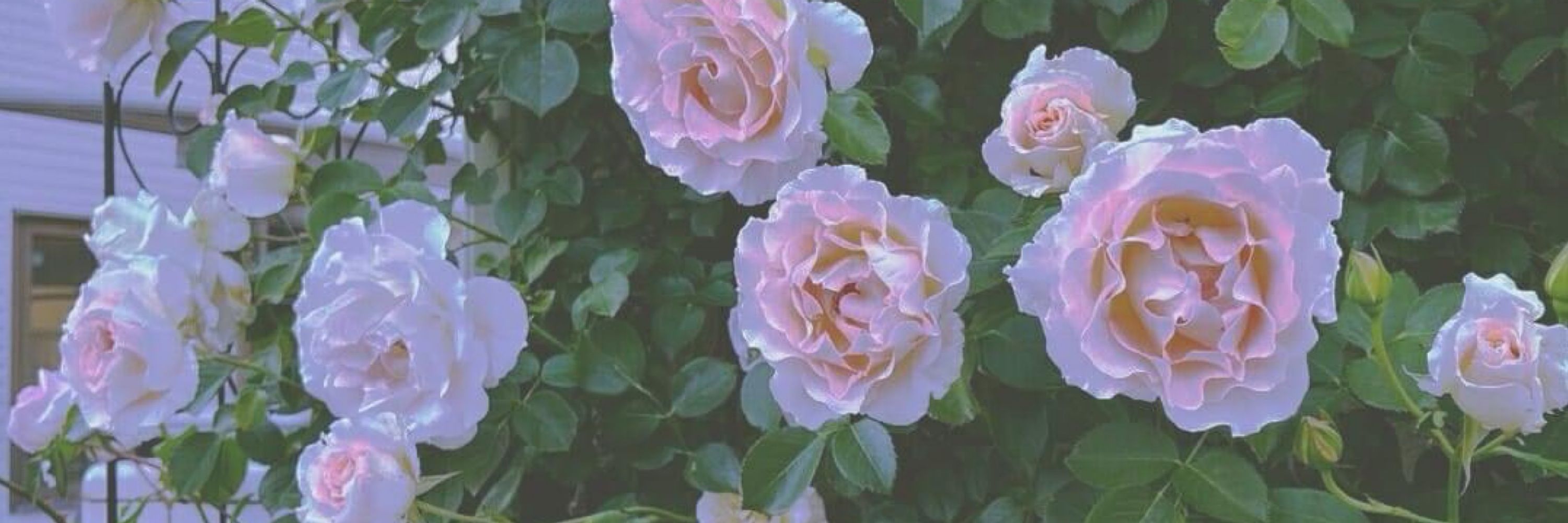 Jasmine 🧿