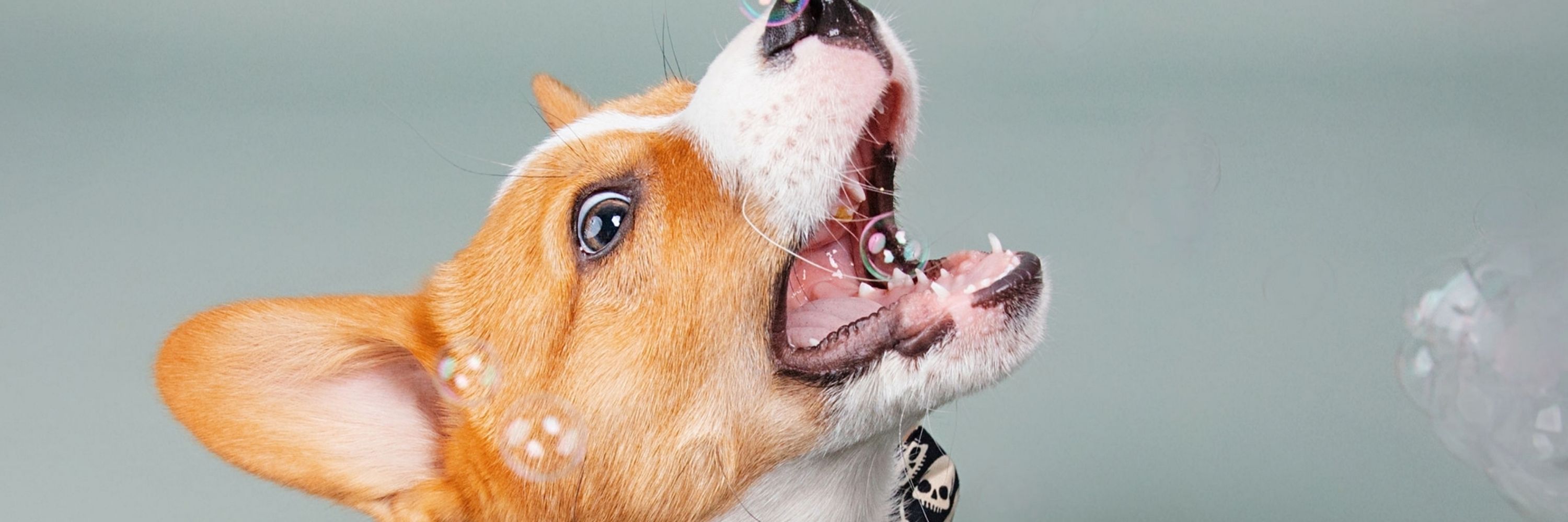 Dexter the Corgi