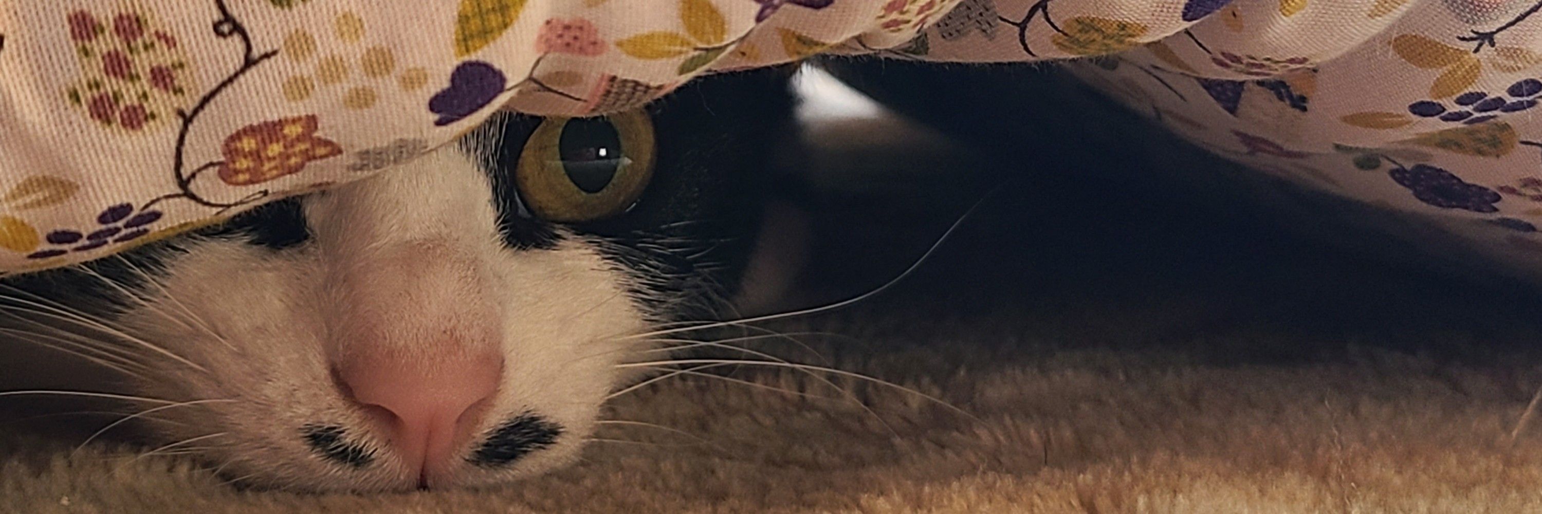 新=あらた=