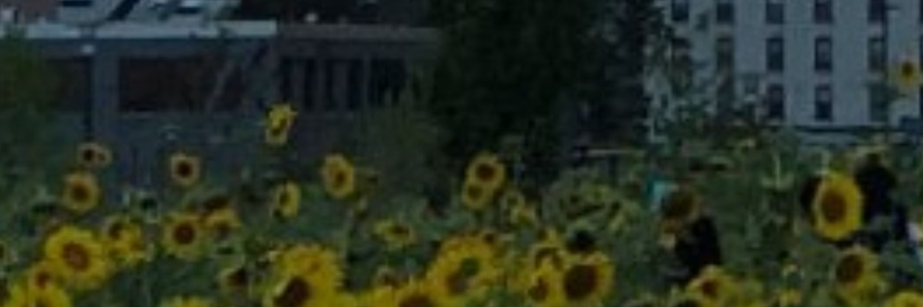 Travis from his porch 🌻