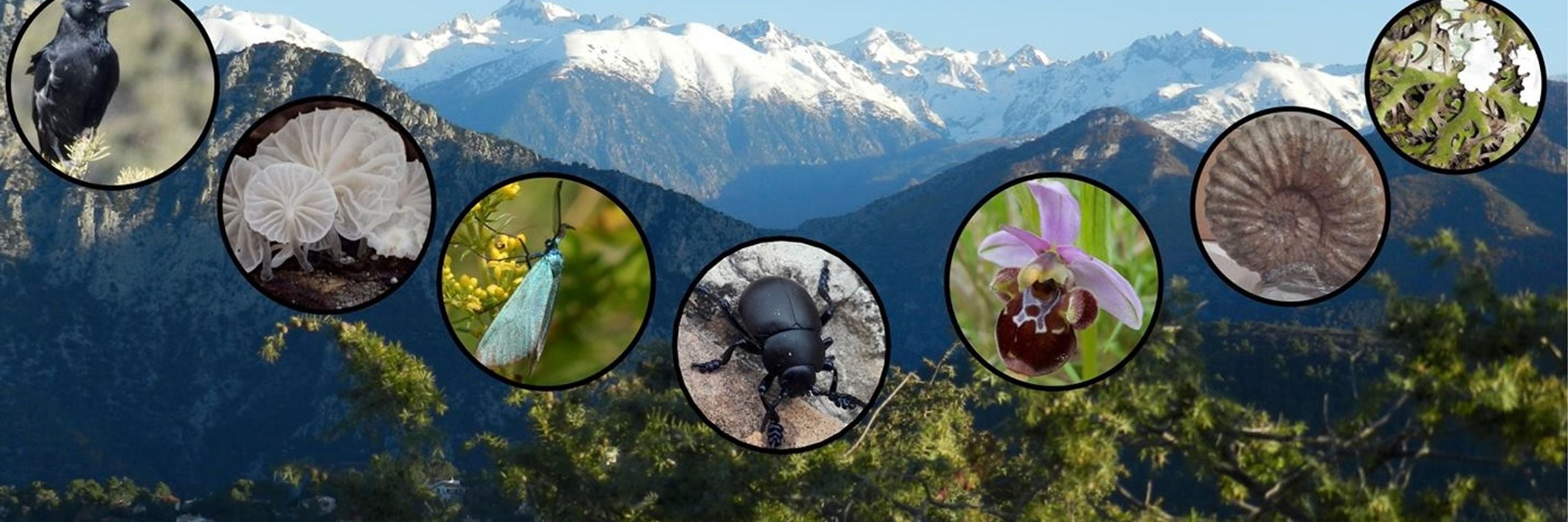 Association des Naturalistes de Nice et des Alpes-Maritimes