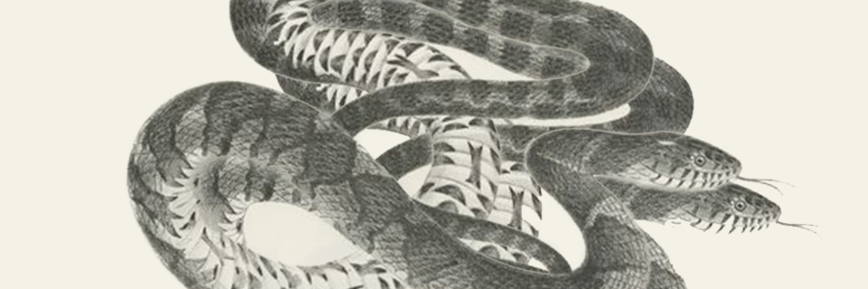 Keeled Scales