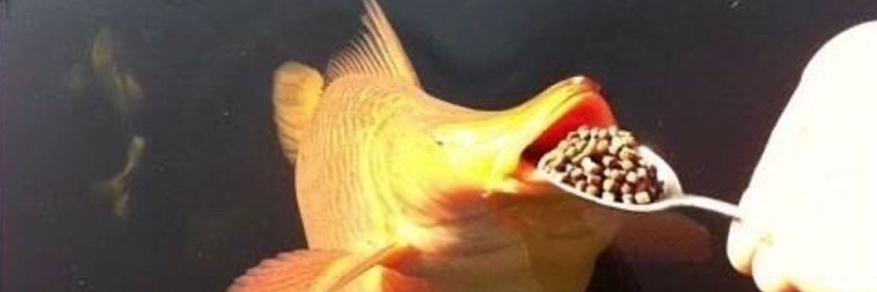 th- the banana moth?