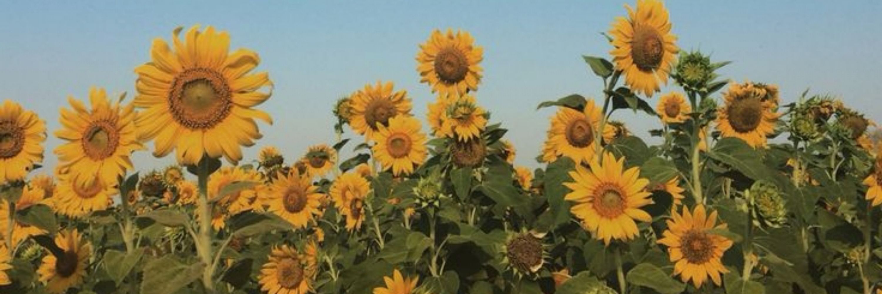 Komyshko🌻COMMS OPEN 🌻