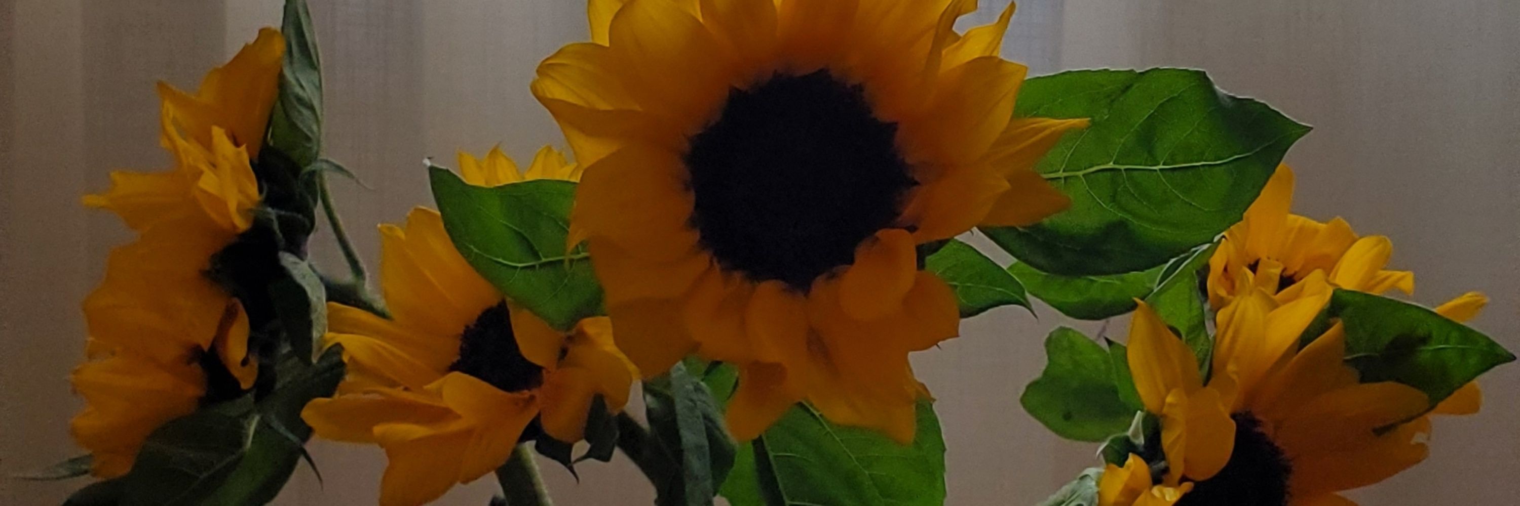 Ana 🌻🌱