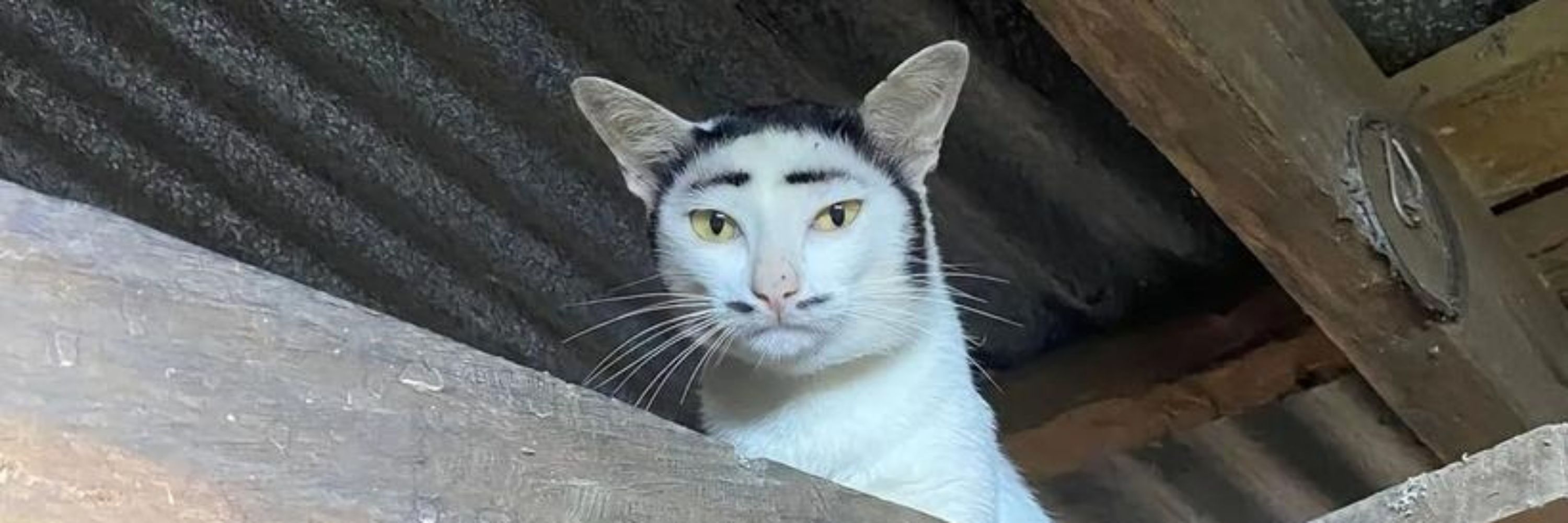 Inga