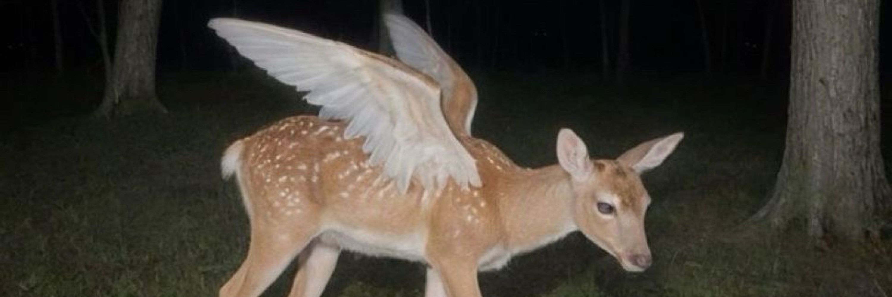 not so fantastic mr fox