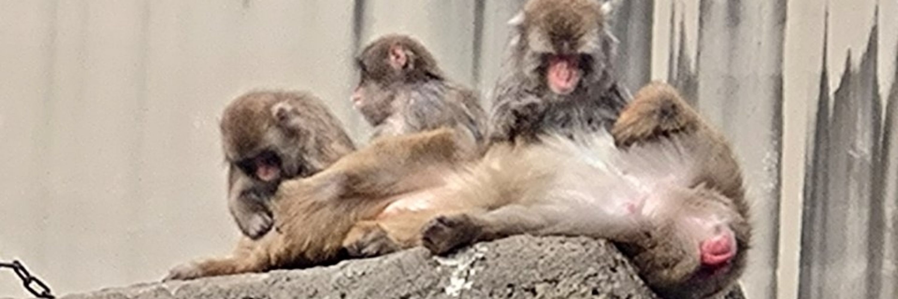 真下アキチカ