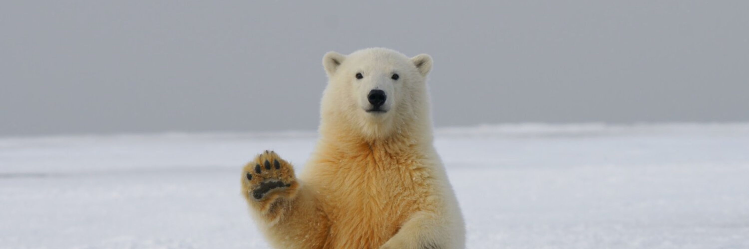 Polarbear Insights