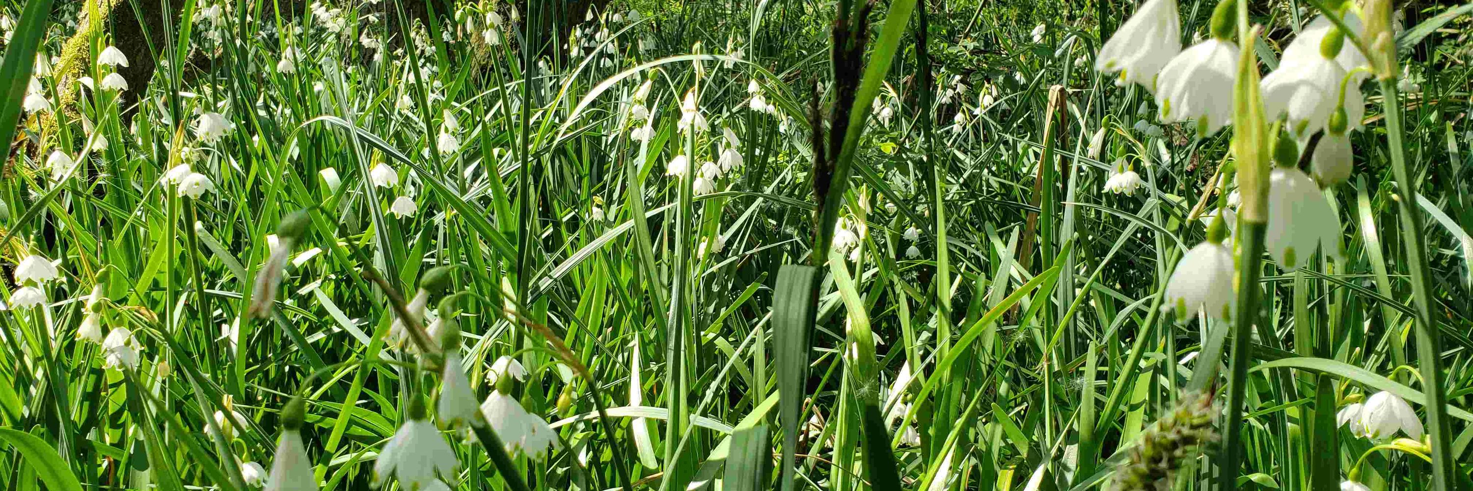 Thames Valley Environmental Records Centre