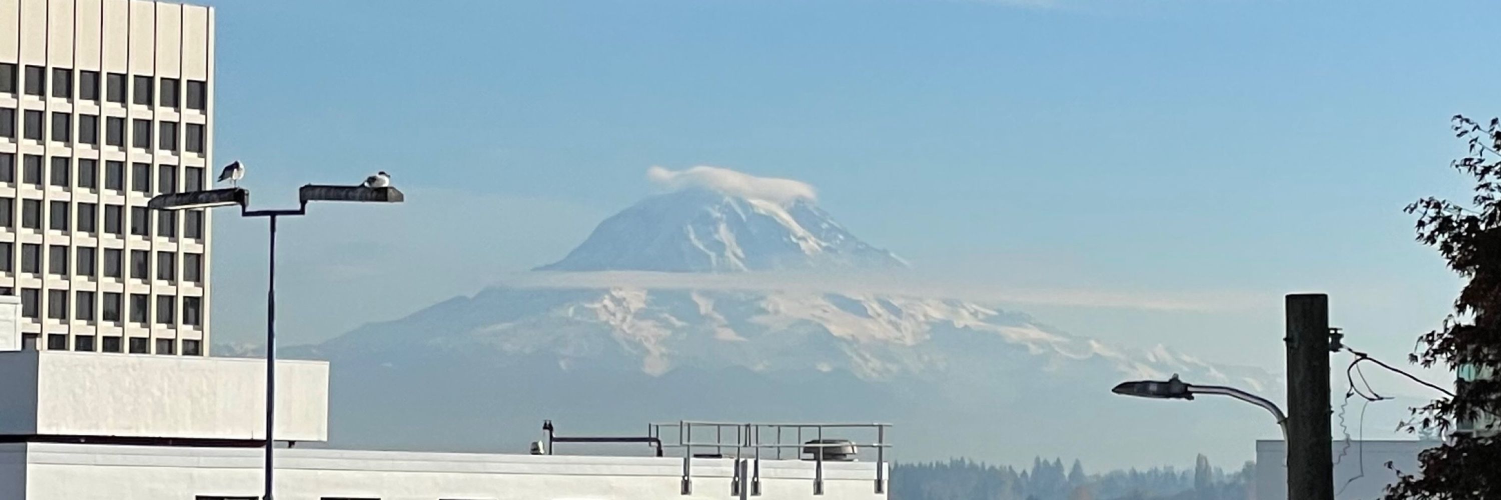 PNW Bearadise 