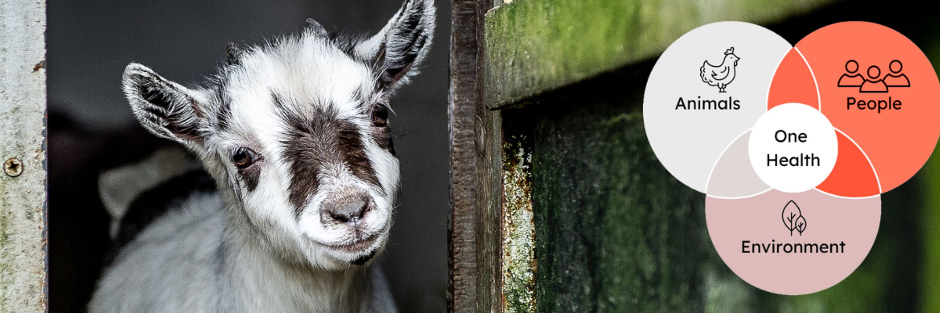 Veterinarians Without Borders North America