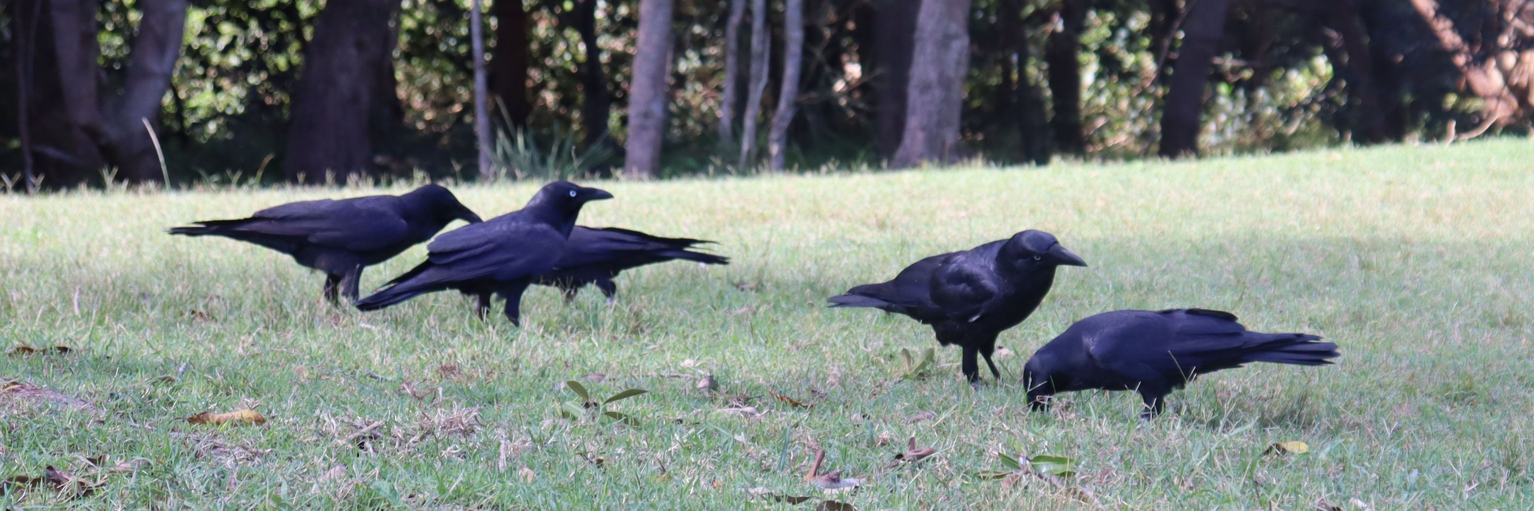 Corvus