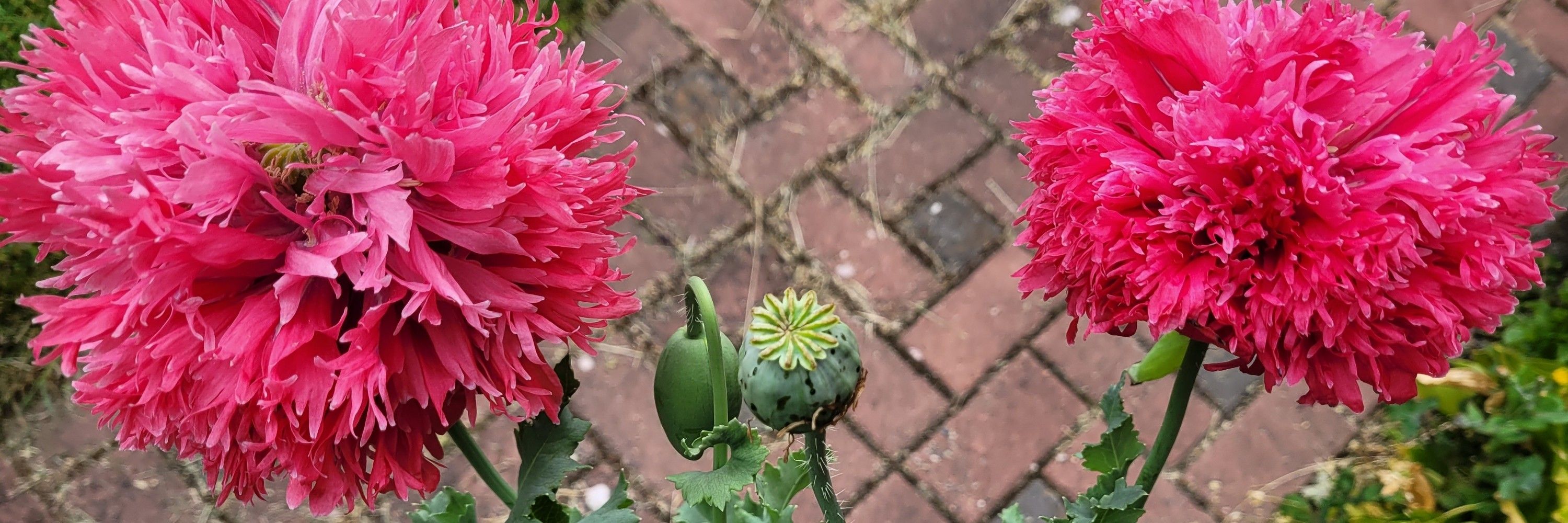 Poppy Fry