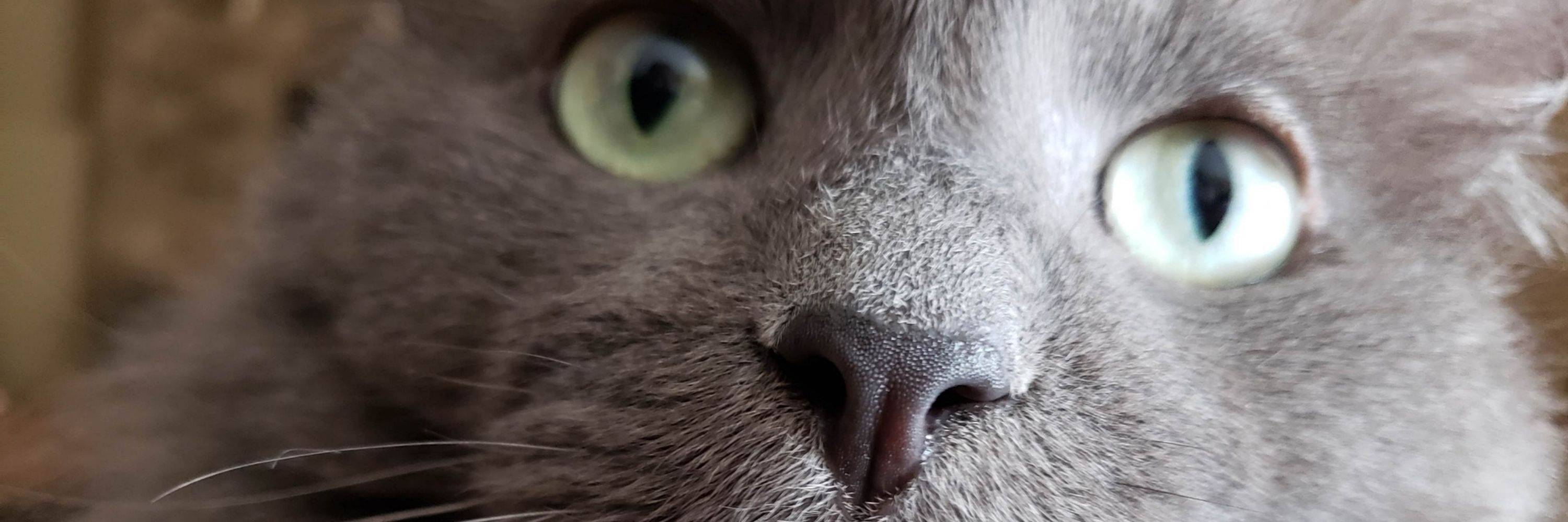 Lab Kitty