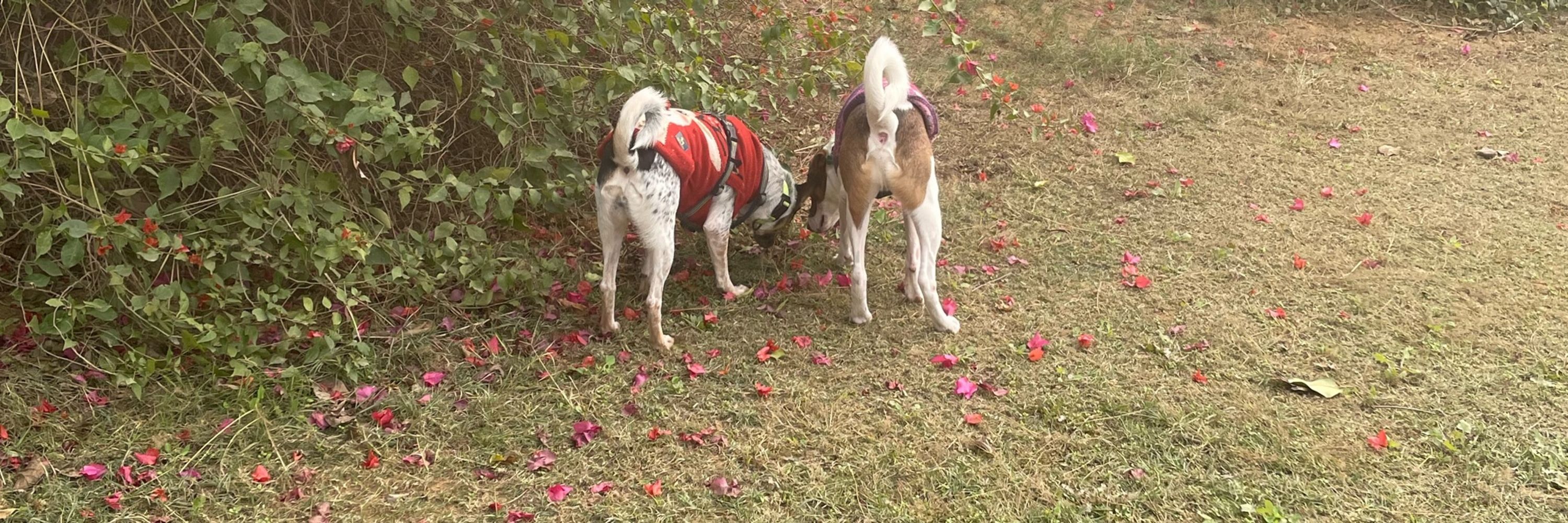 Surabhi • Dog Behaviour Consultant
