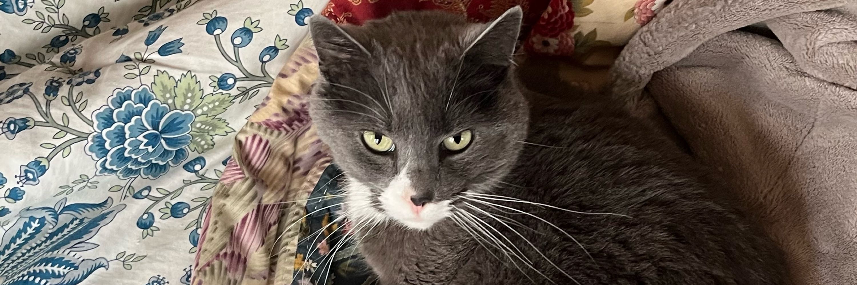 Cookie the cat