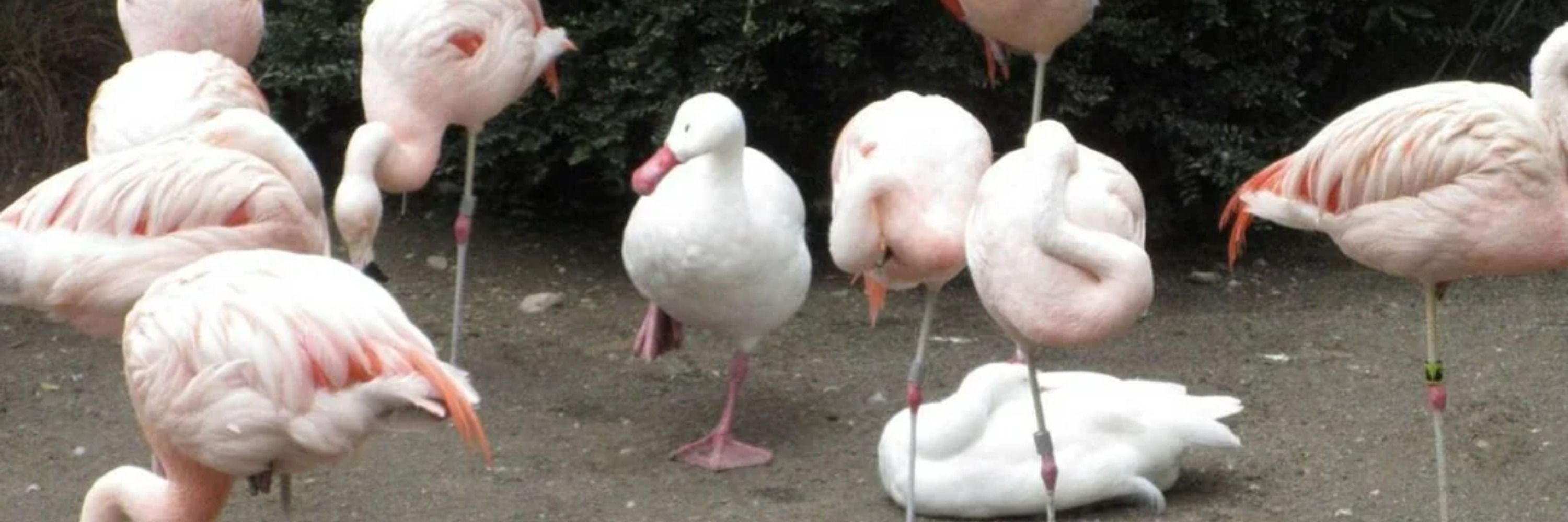 dorita