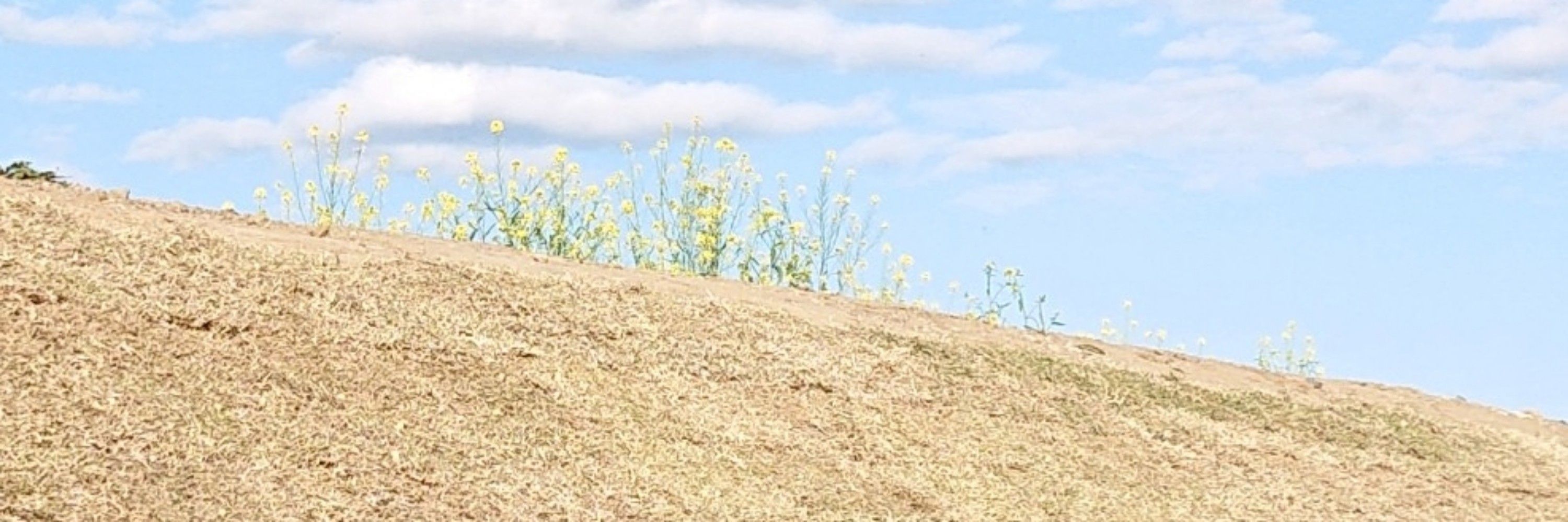 kuuga