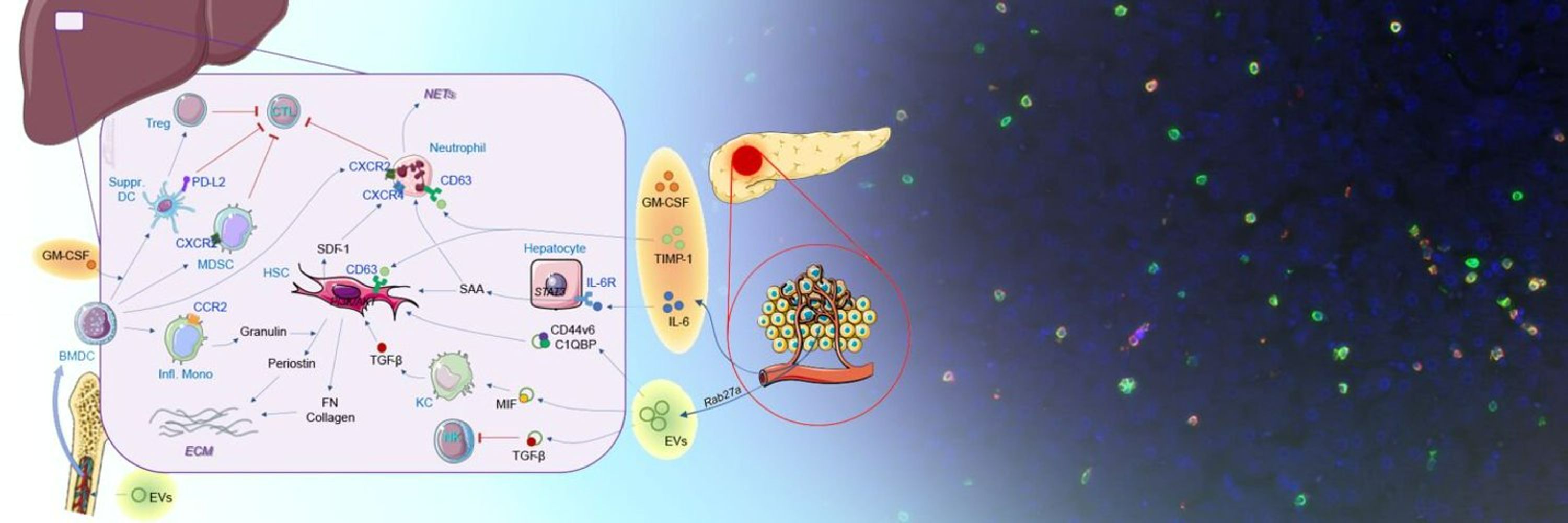 Bojmar's lab