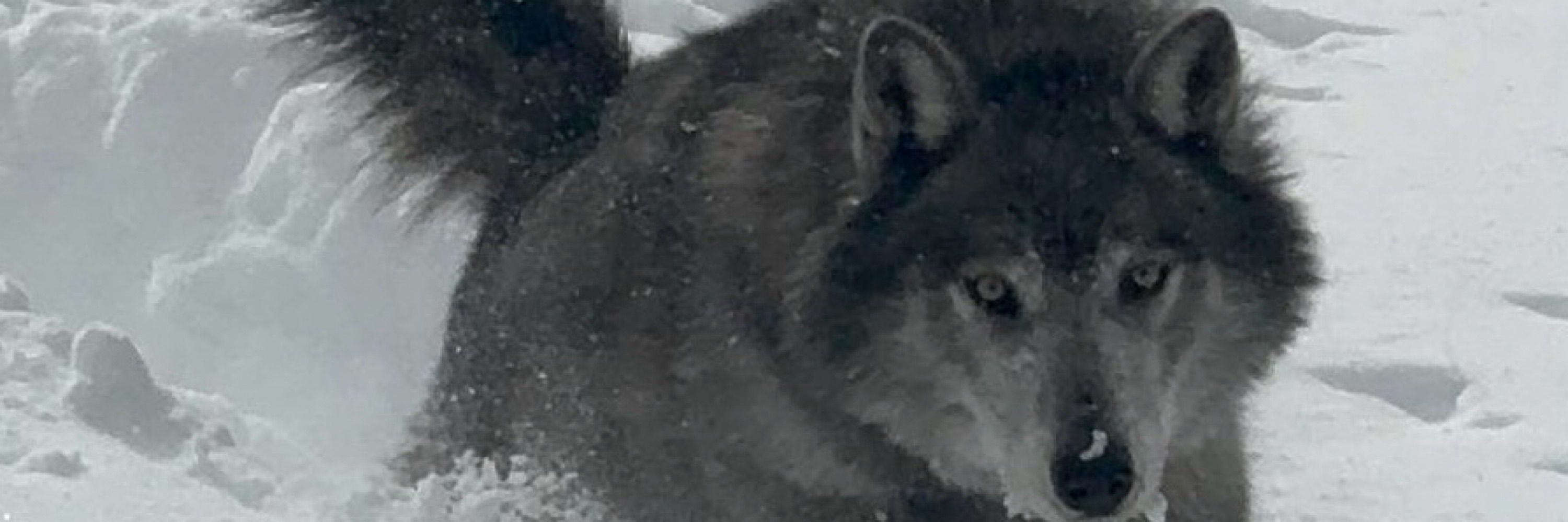 Tahoe Wolf Center