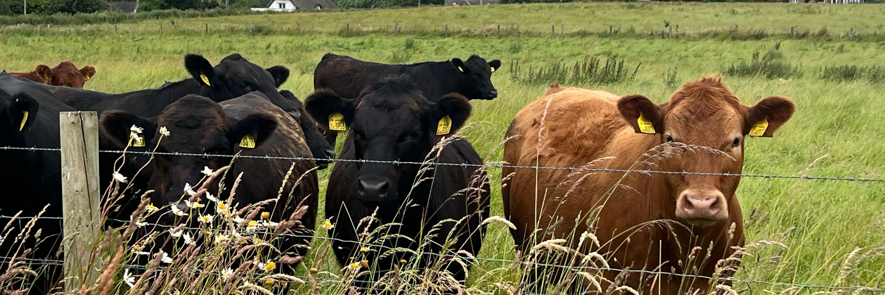 The COWS Group