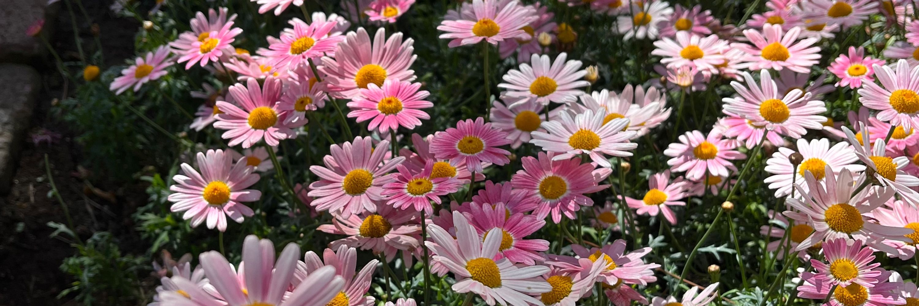 空羅