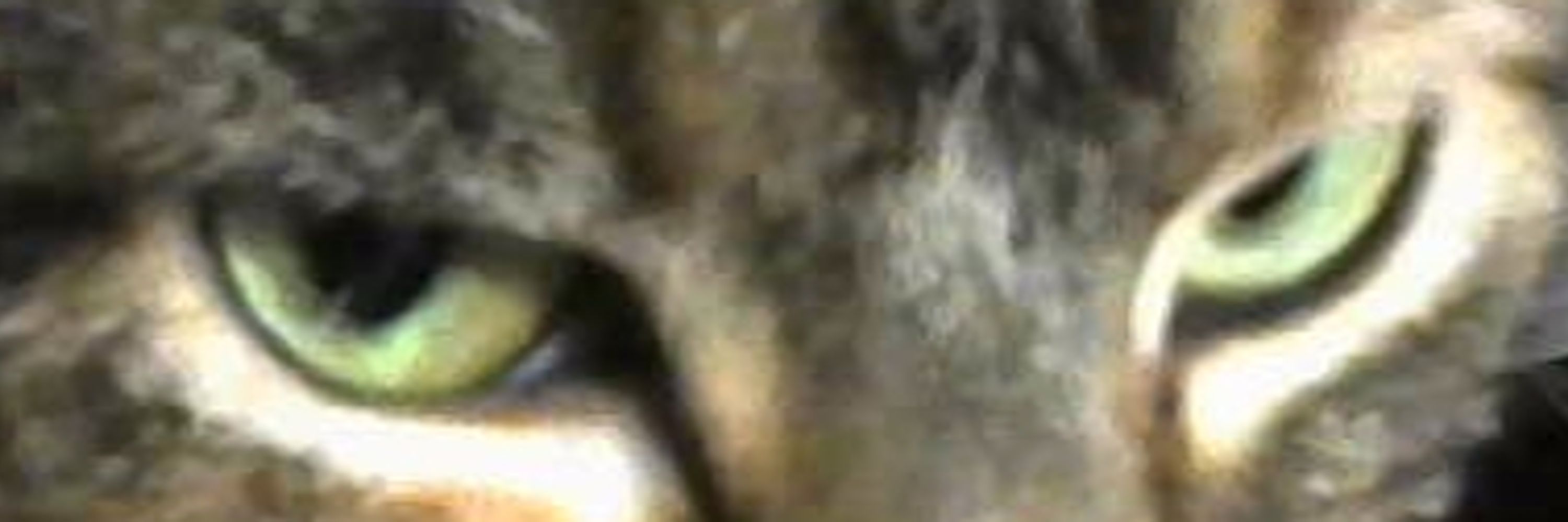 FluffyBoi