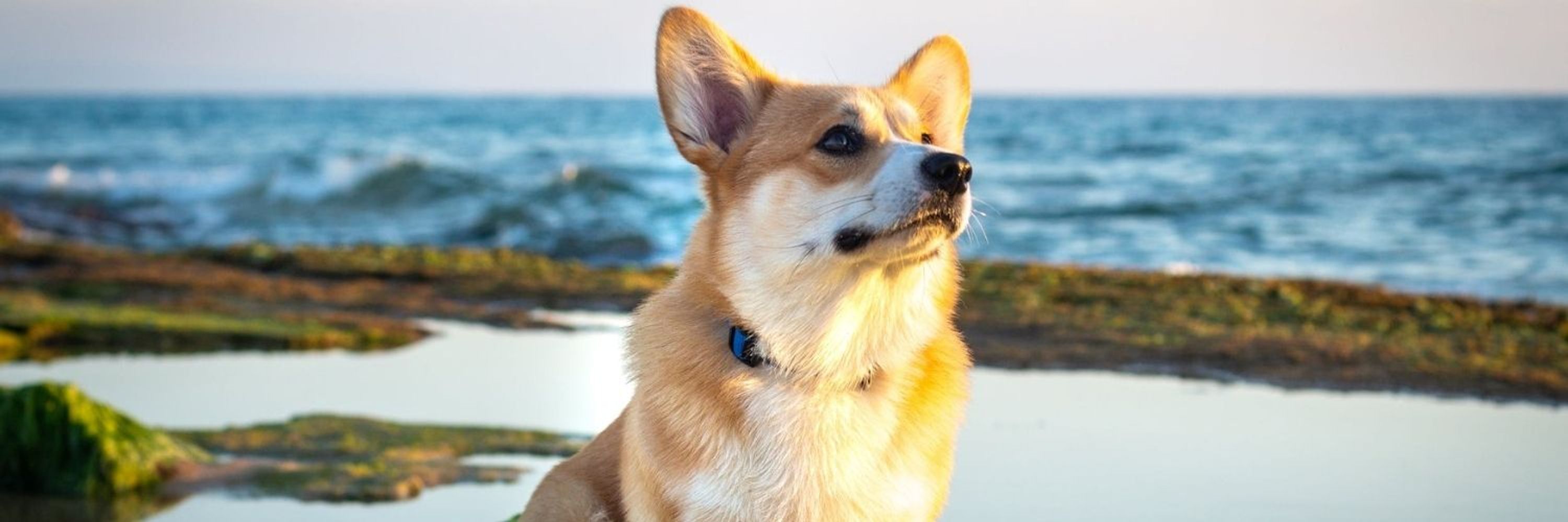 Disapproving Corgi