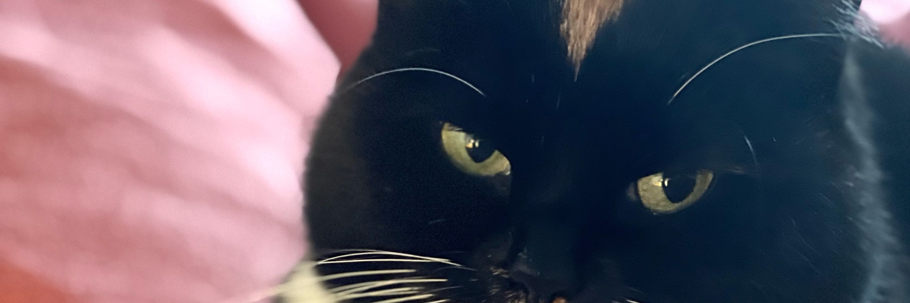 Sandra