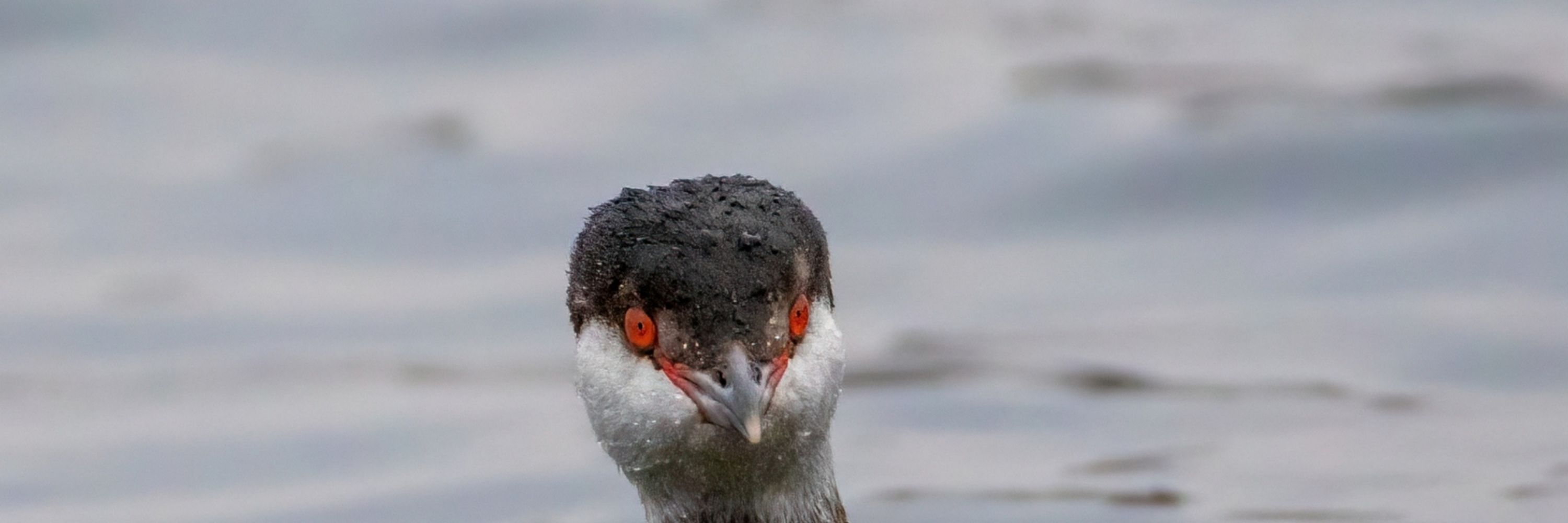 birdering
