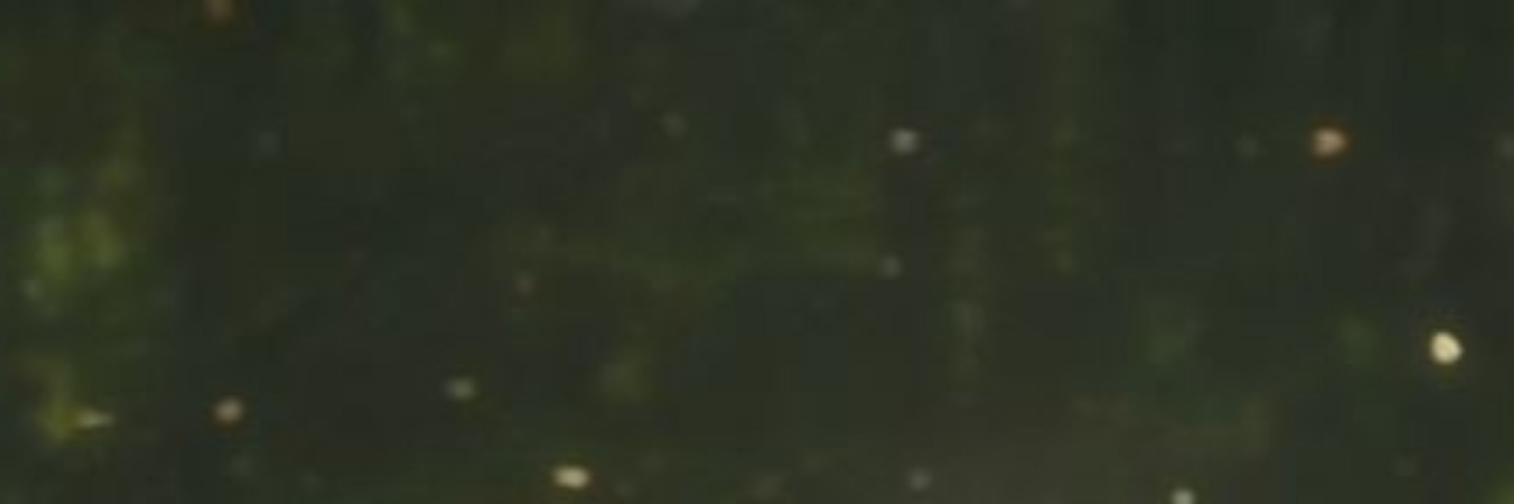 sFanyrc 