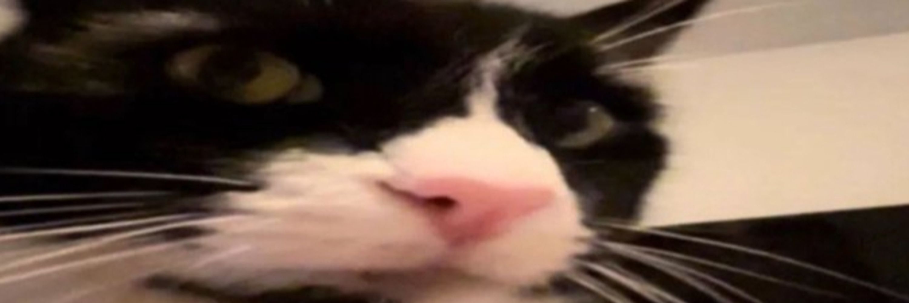 oli