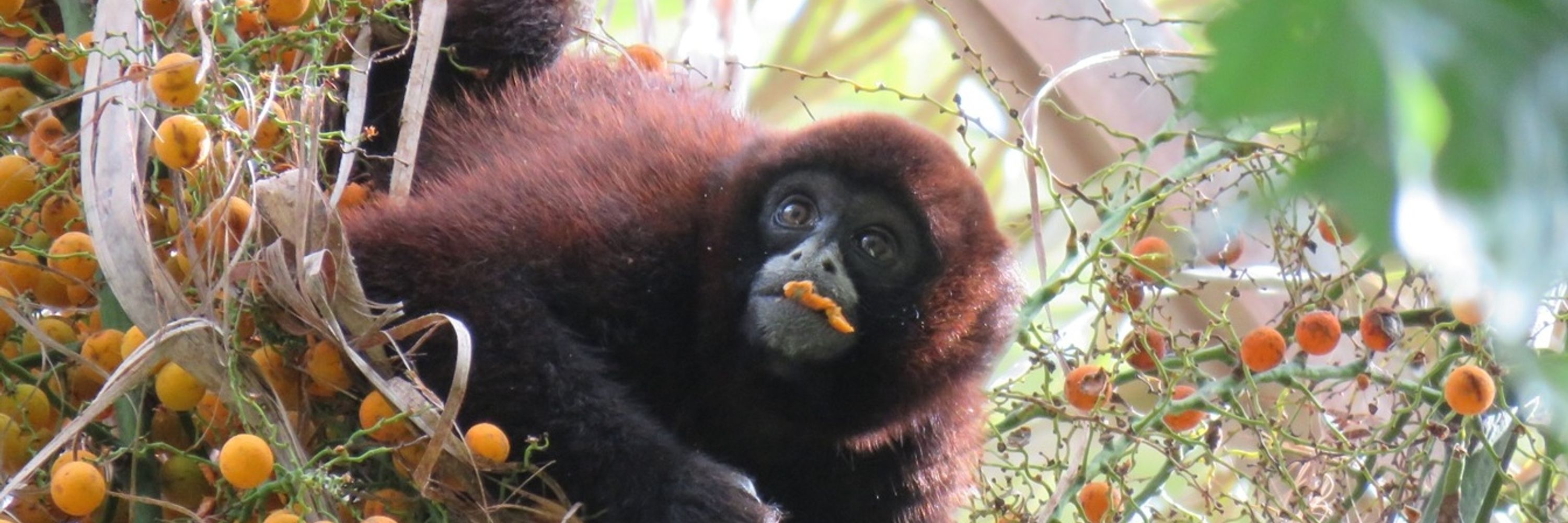 Neotropical Primate Conservation (NPC)