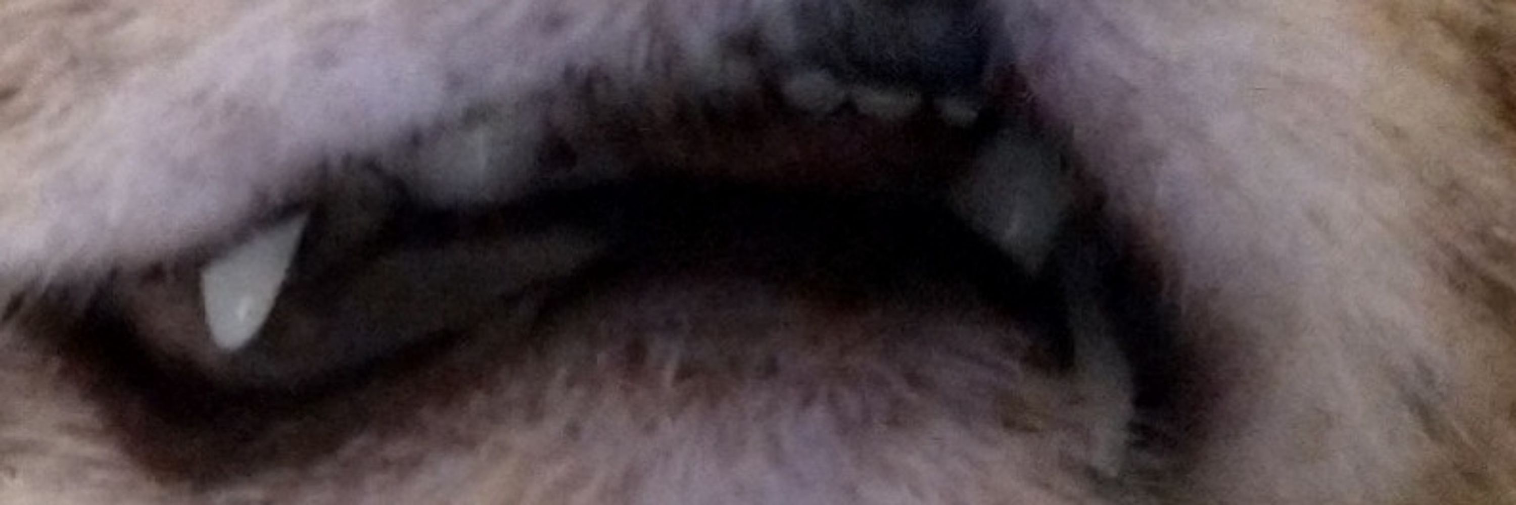 Aaron