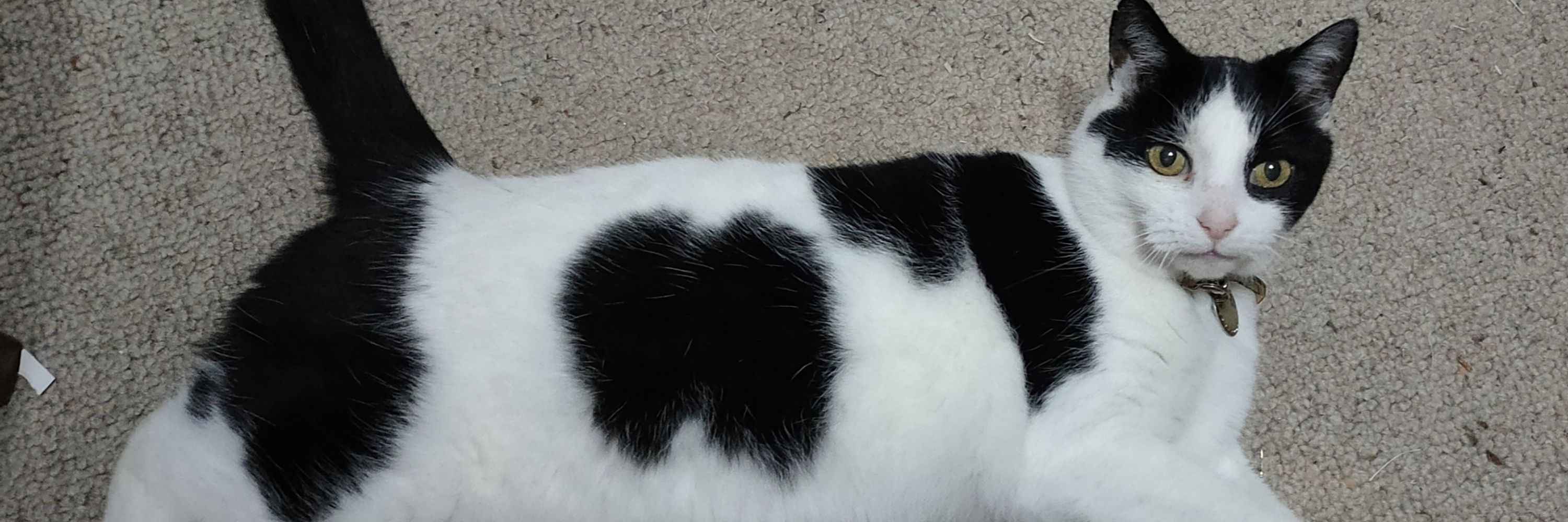 Edward The Black & White Cat