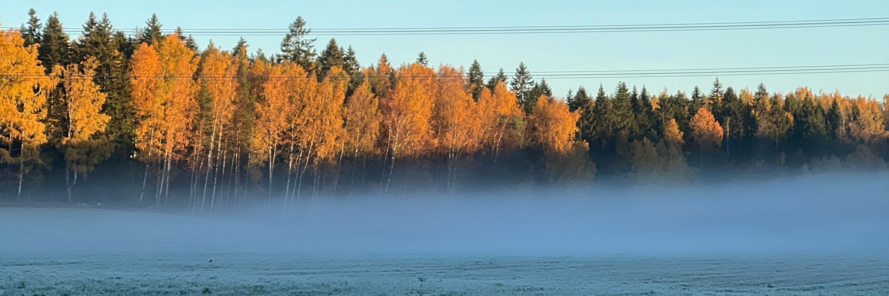 Minna M Maunula