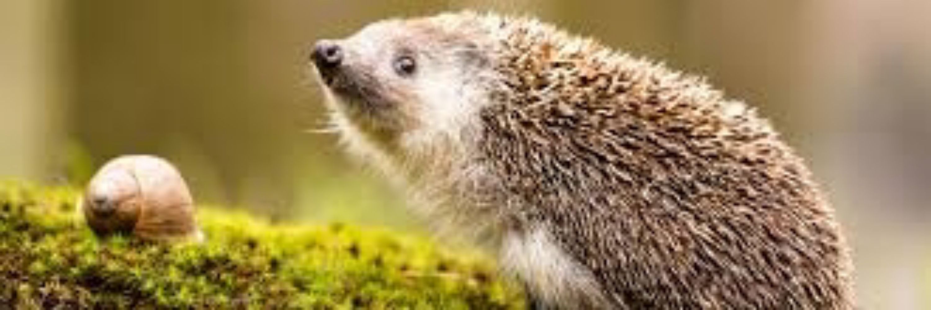Przemooo 🦋🦔🐻