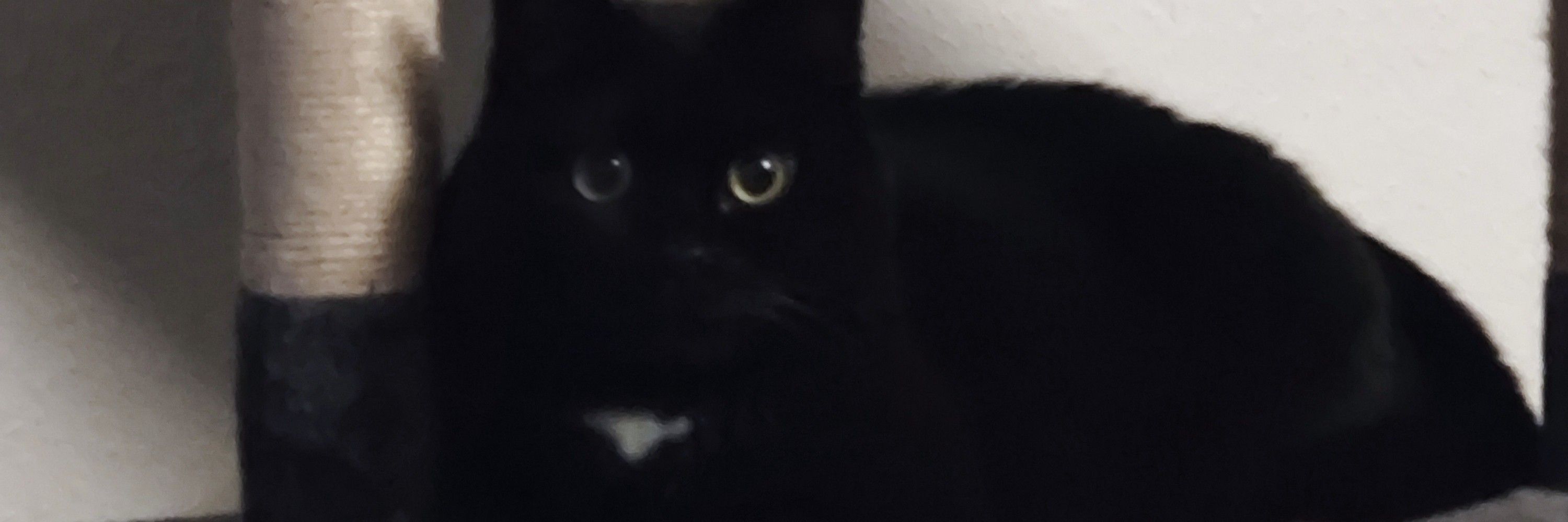 Anni