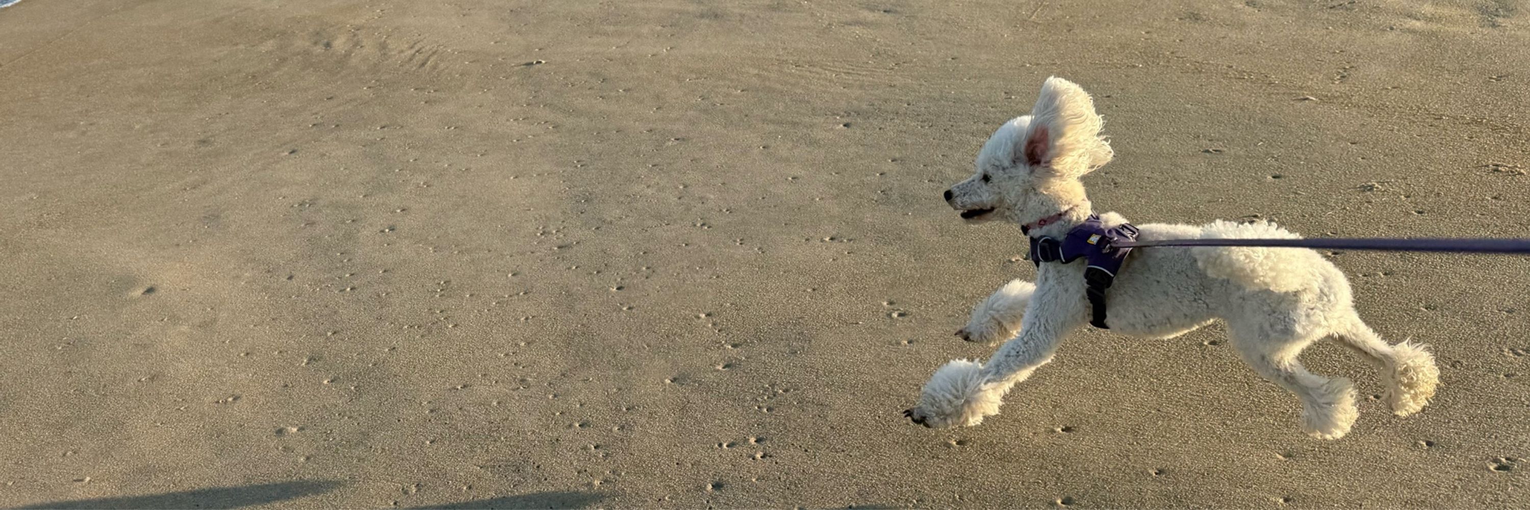 Tillie the Poodle