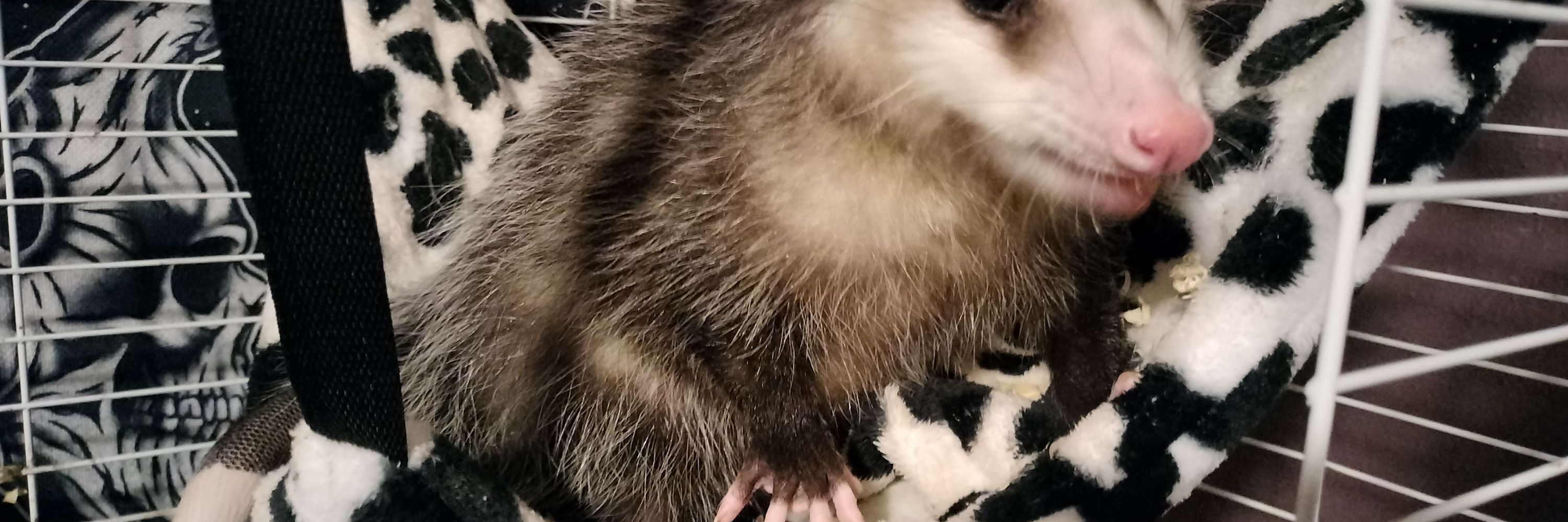 Trash Mammal