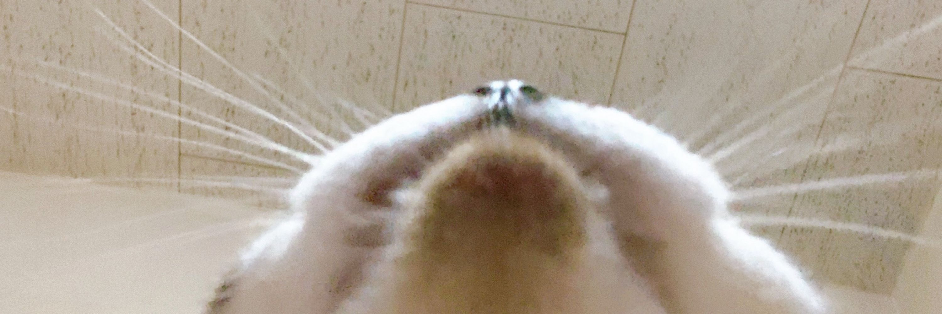 ずん
