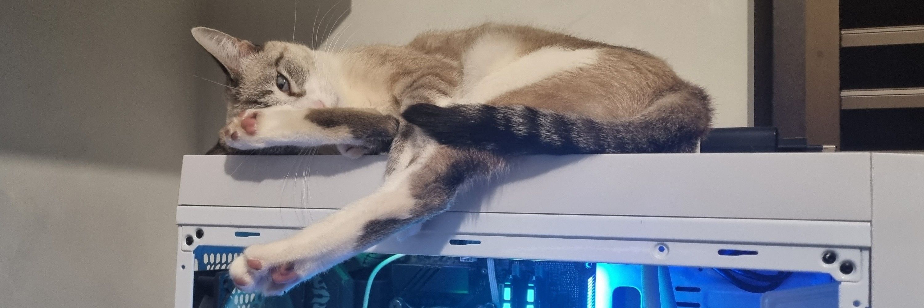 Neko