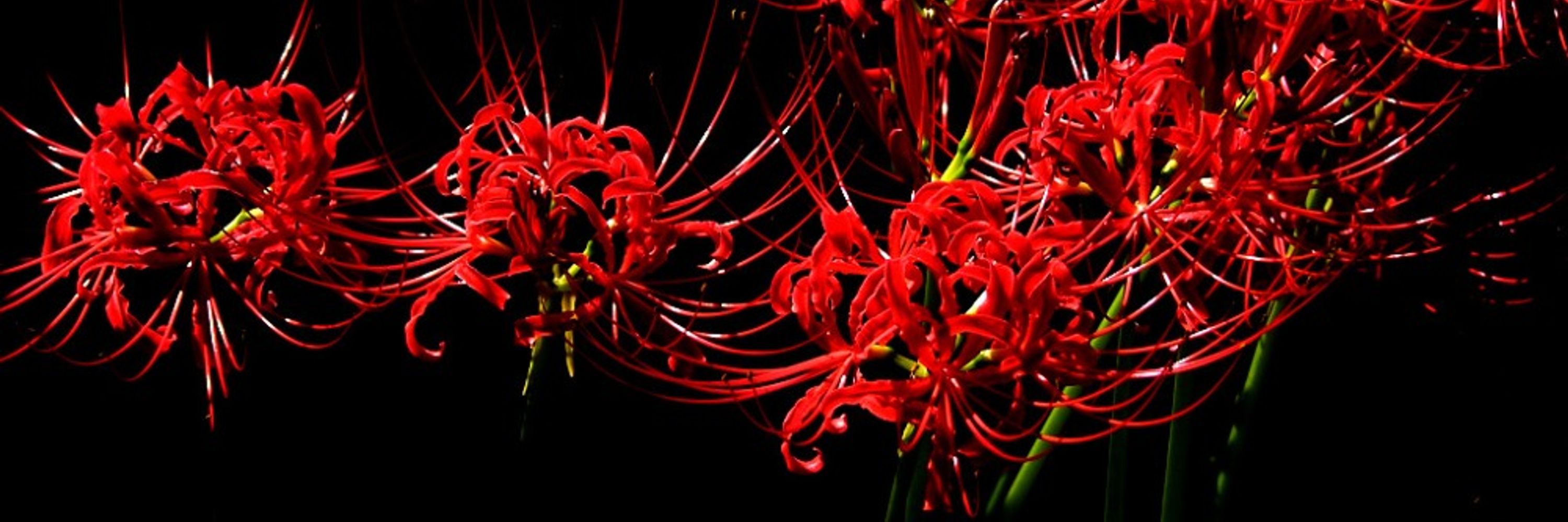 Lycoris