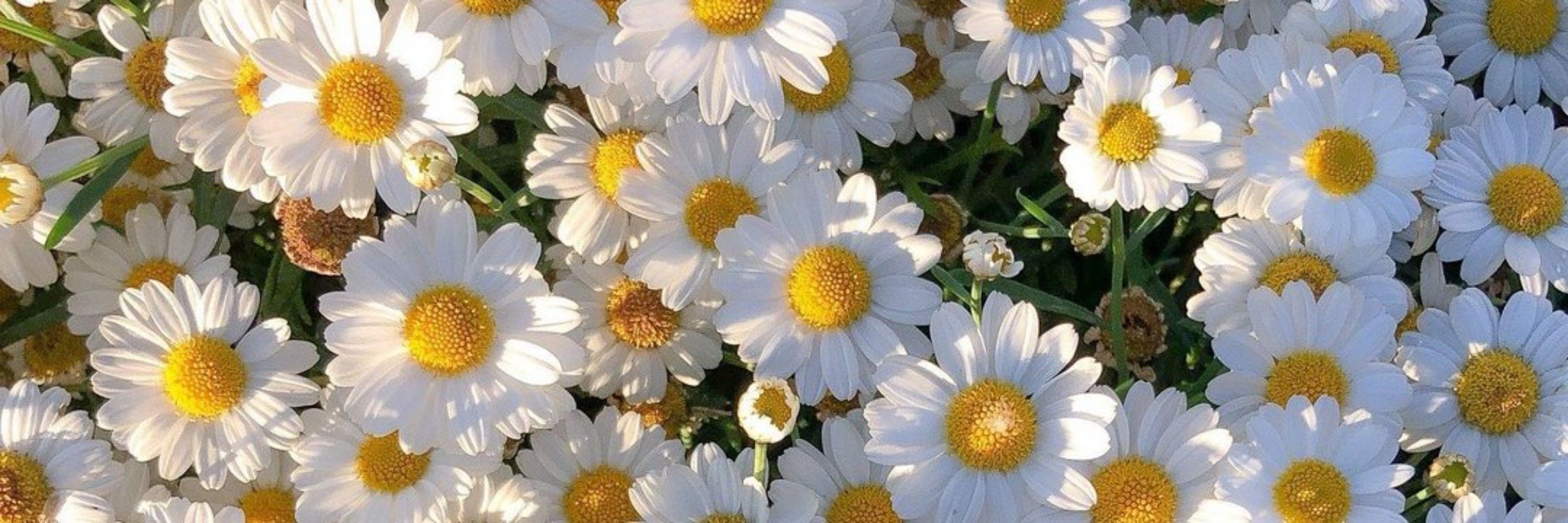 حبه انگور
