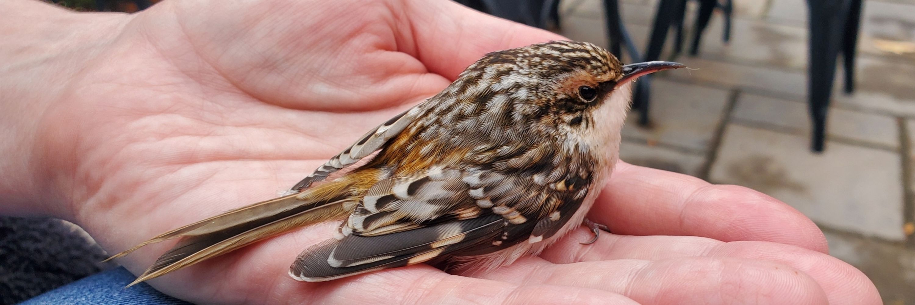 Wren