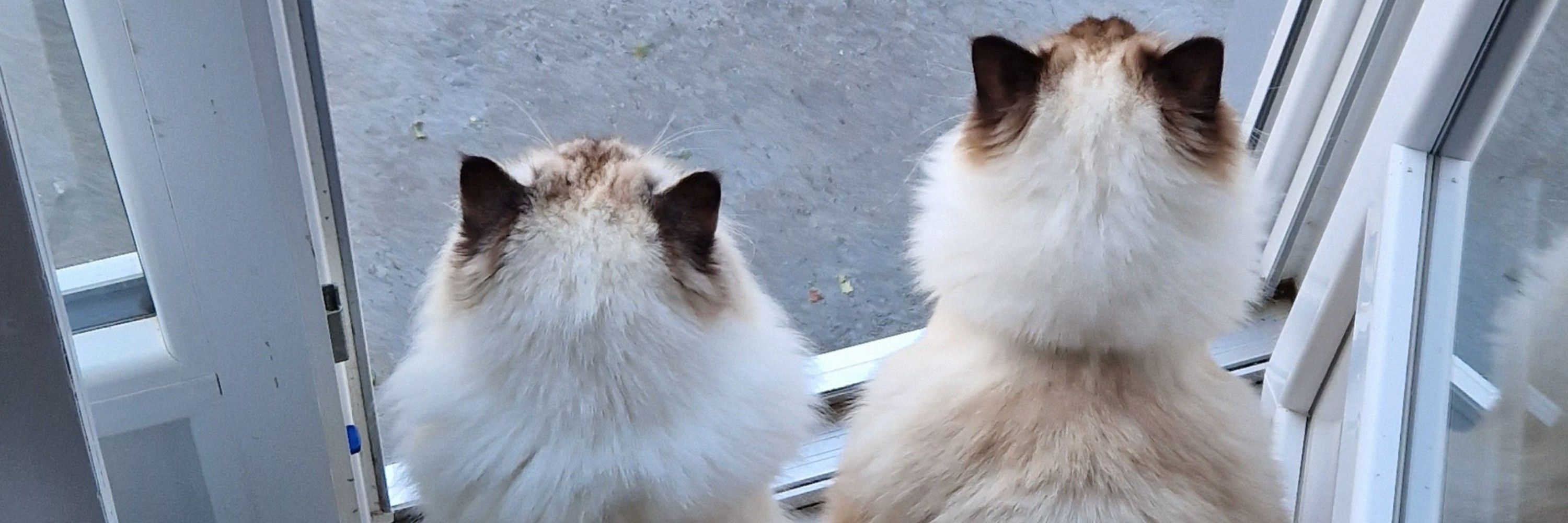 Marley & Timy