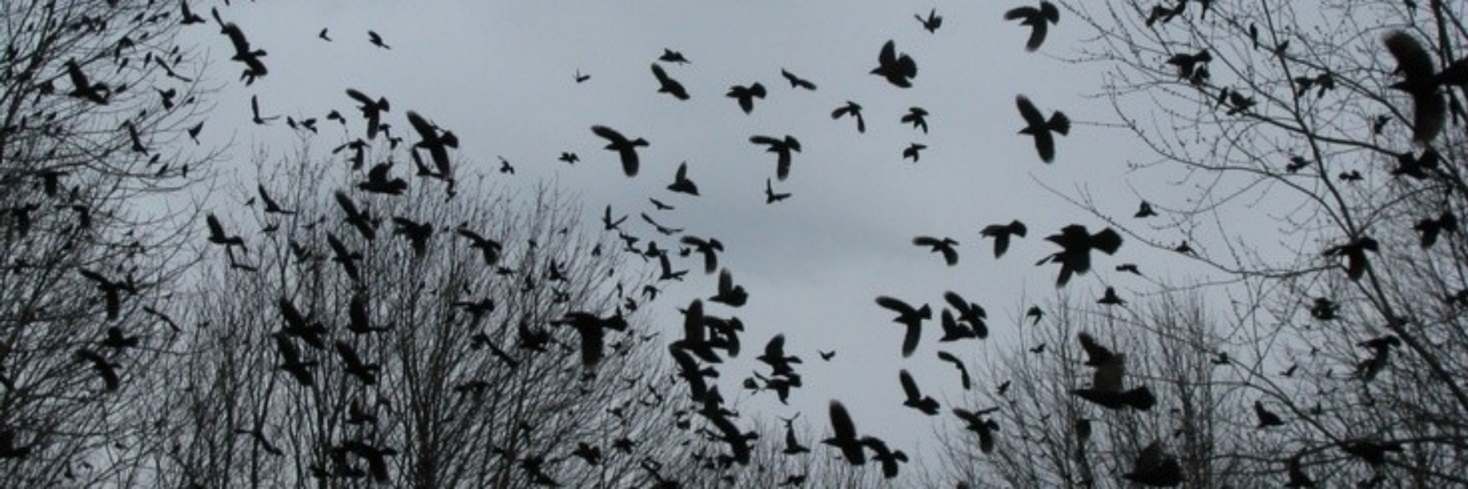 🏳️‍⚧️Caringcrow🐦‍⬛