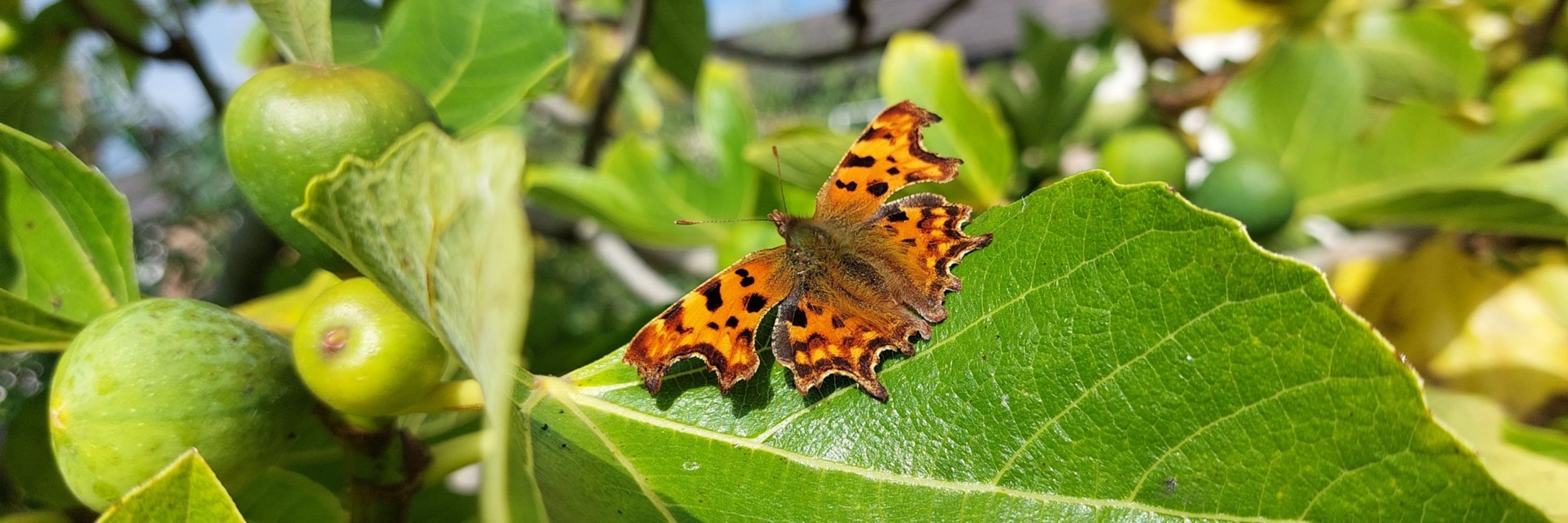 Derbyshire and Nottinghamshire Entomological Society